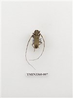 藏品(無紋粗天牛)的圖片